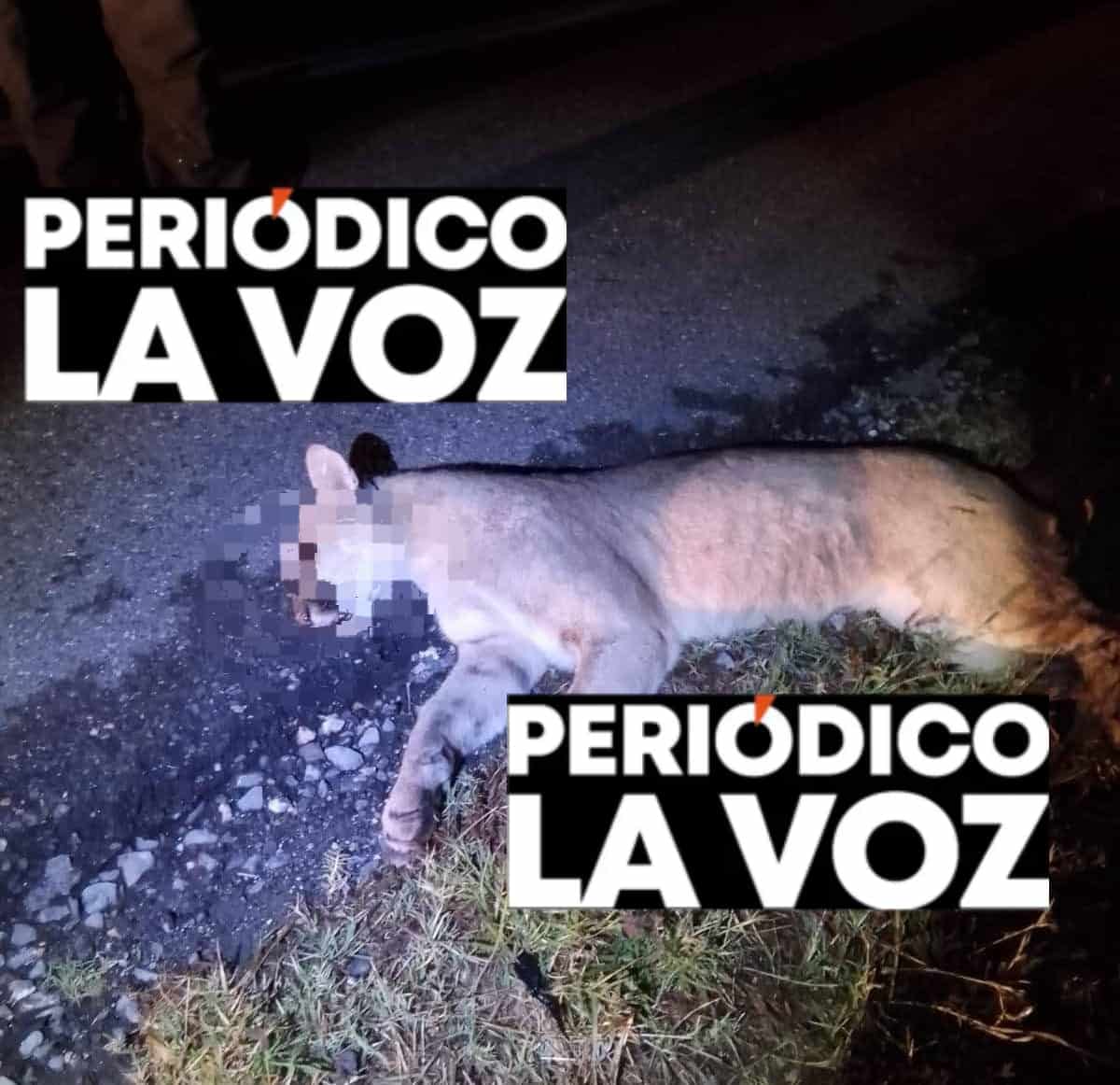 Puma atropellado en Casta&ntilde;os: alerta por fauna silvestre