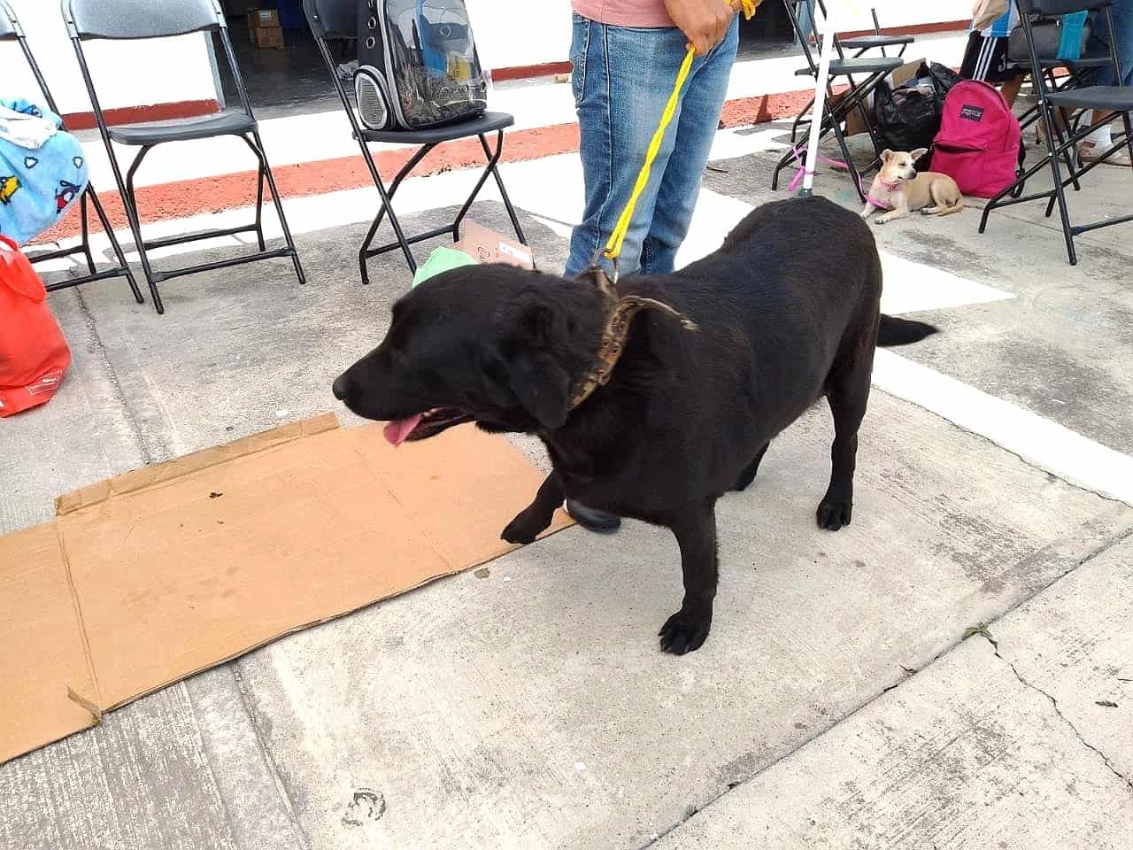 Sabinas organiza festival canino: actividades para mascotas y familias