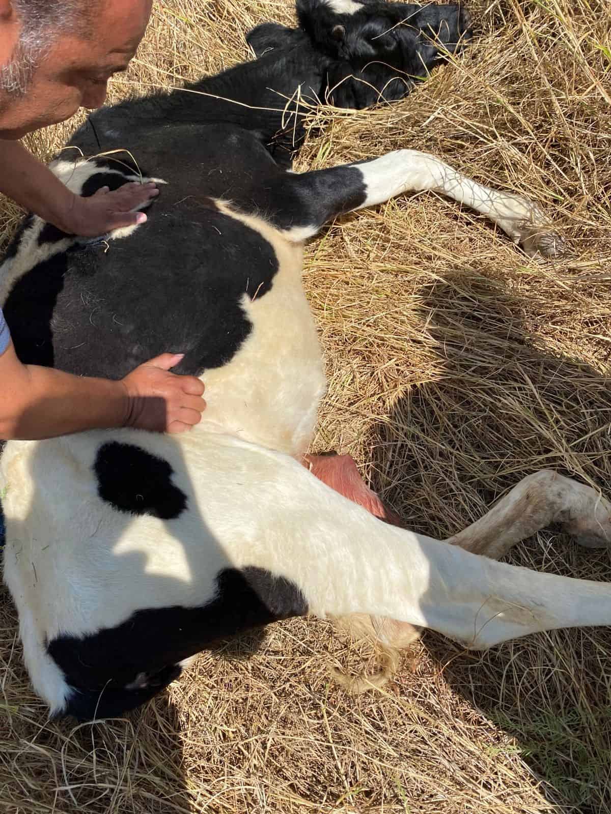 Autoridades buscan due&ntilde;o de vaca atropellada en Frontera