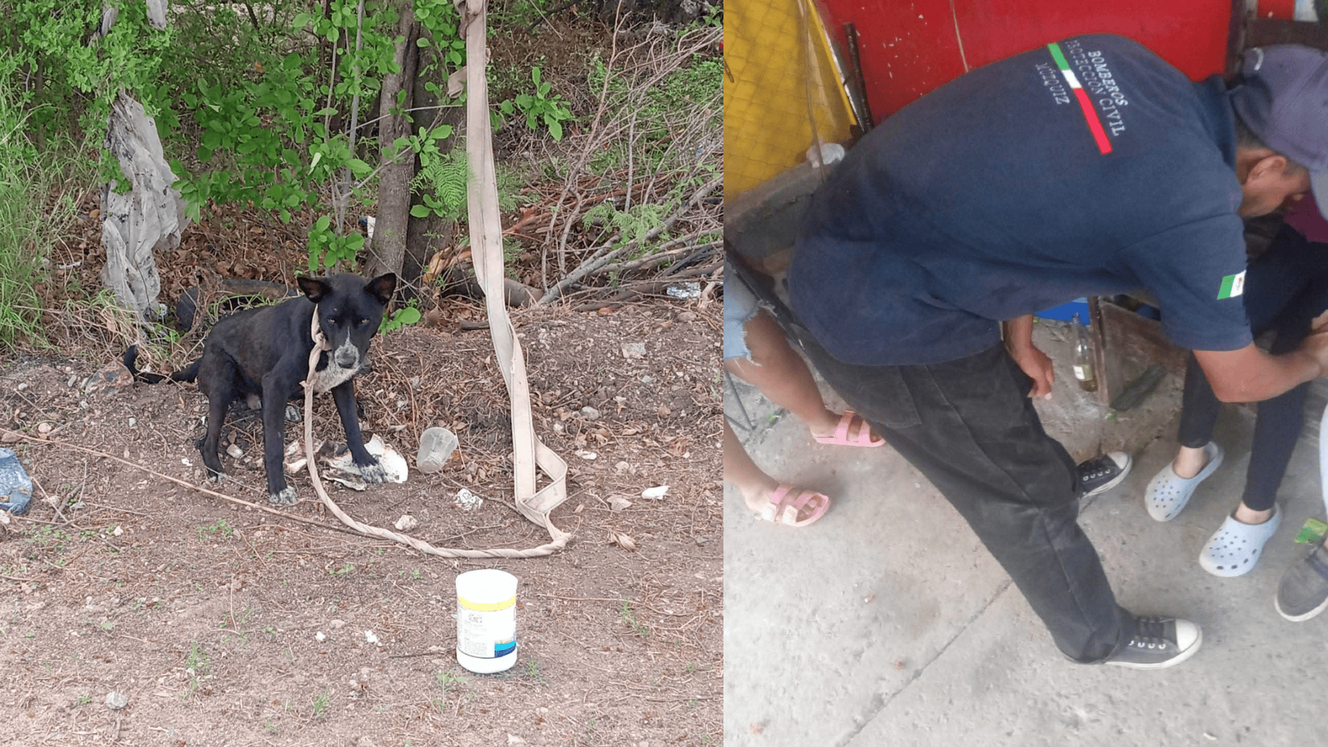 Perro agresivo muerde a ni&ntilde;a en la colonia Las Frutas, Coahuila