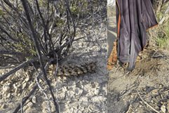 Identifican restos hallados en paraje de General Cepeda; corresponderían a hombre desaparecido