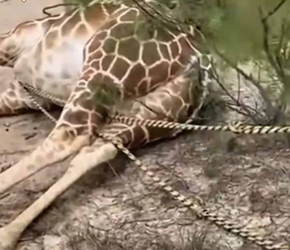 Capturan jirafas en Progreso: trasladan a rancho cineg&eacute;tico