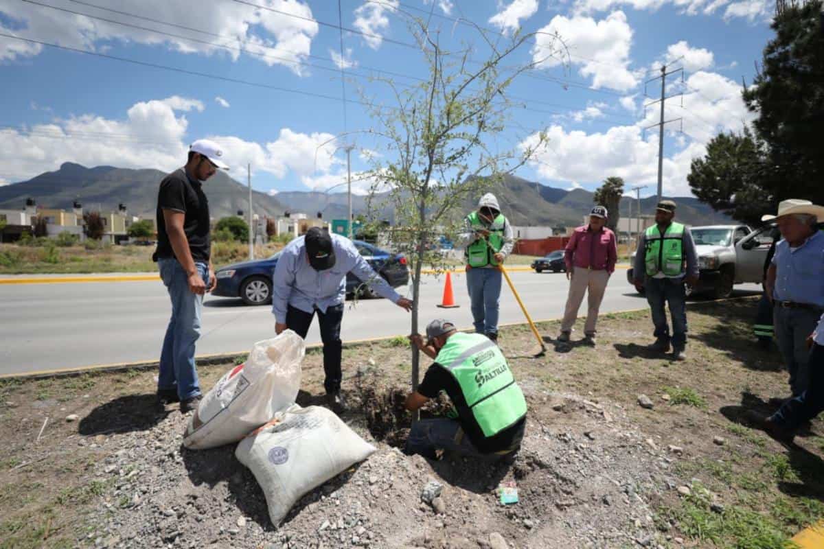 Acciones de reforestaci&oacute;n en Saltillo fortalecen imagen urbana