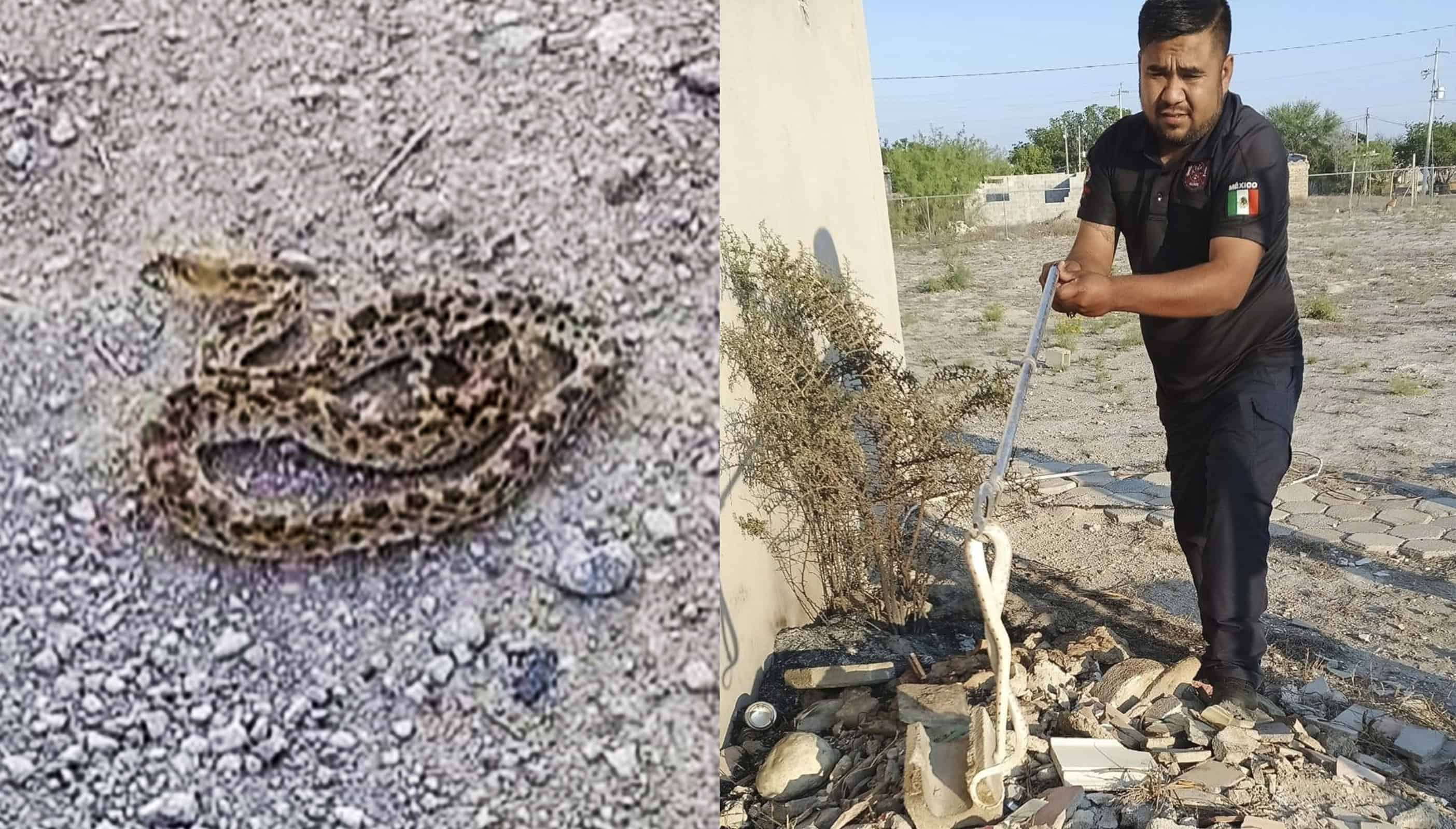 Capturan serpiente dentro de iglesia en Allende