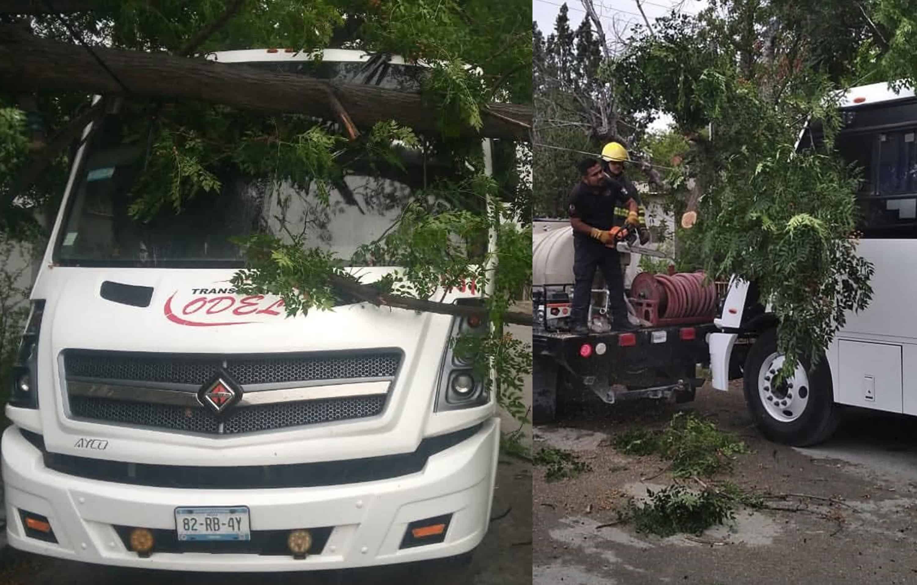 Atienden poste con riesgo el&eacute;ctrico y ca&iacute;da de rama en Allende
