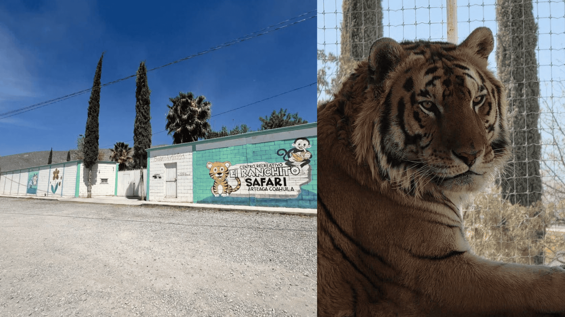 Animales de Ranchito Safari contin&uacute;an en instalaciones; propietaria asegura que todo est&aacute; en regla