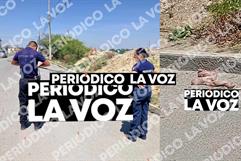 Serpiente devorando otra provoca movilización en Monclova