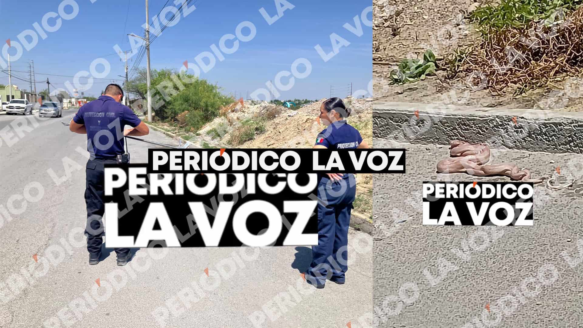 Serpiente devorando otra provoca movilizaci&oacute;n en Monclova