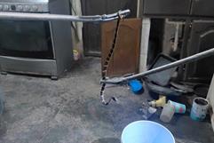 Capturan víbora en la Chapultepec