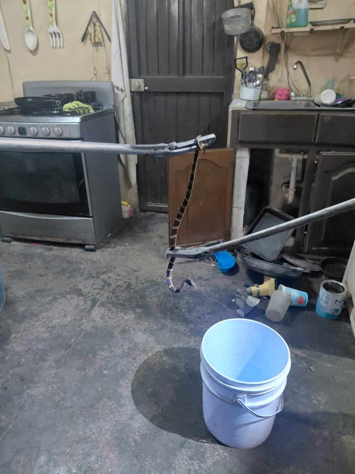 Capturan v&iacute;bora en la Chapultepec