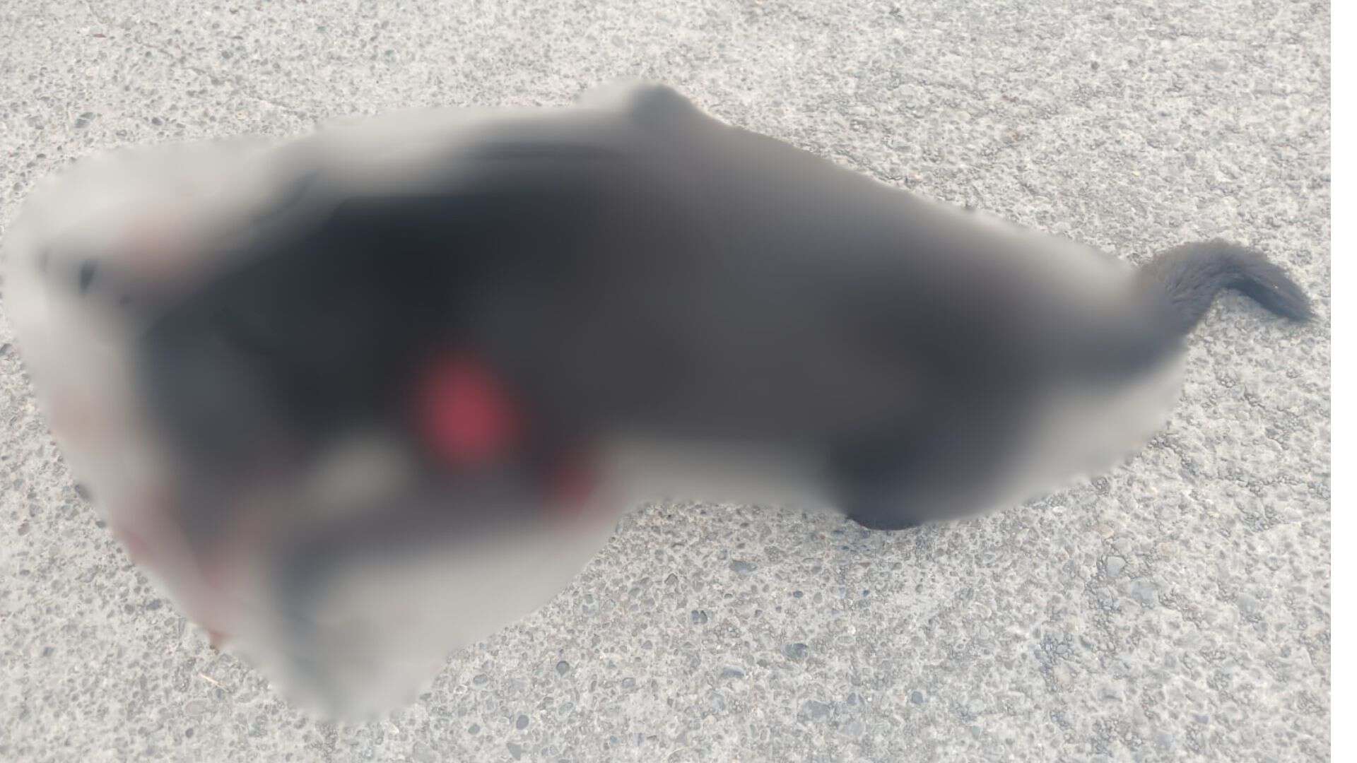 Conmociona en San Buenaventura muerte de perrito por presunto disparo