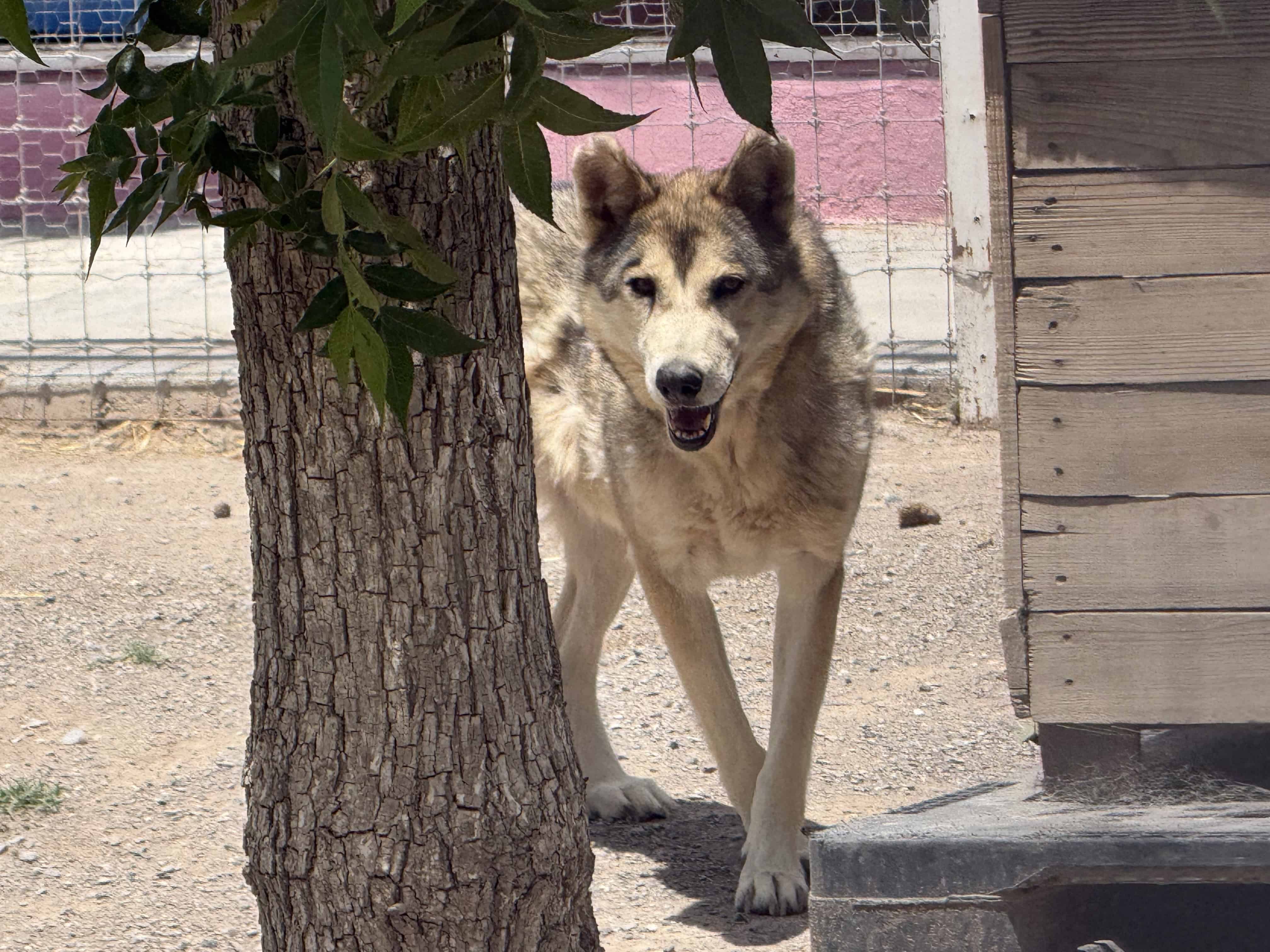 Autoridades clausuran zool&oacute;gico en Arteaga por maltrato y abandono