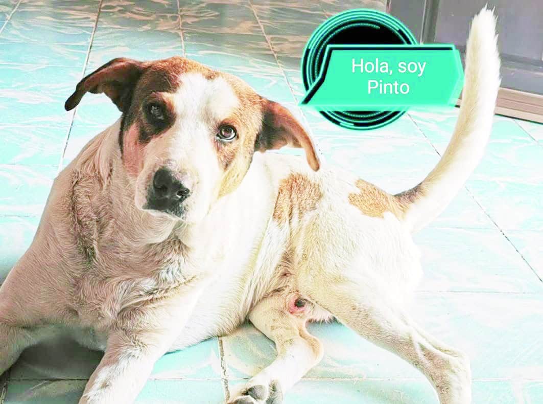 Vecinos exigen justicia por el caso de el perrito Pinto