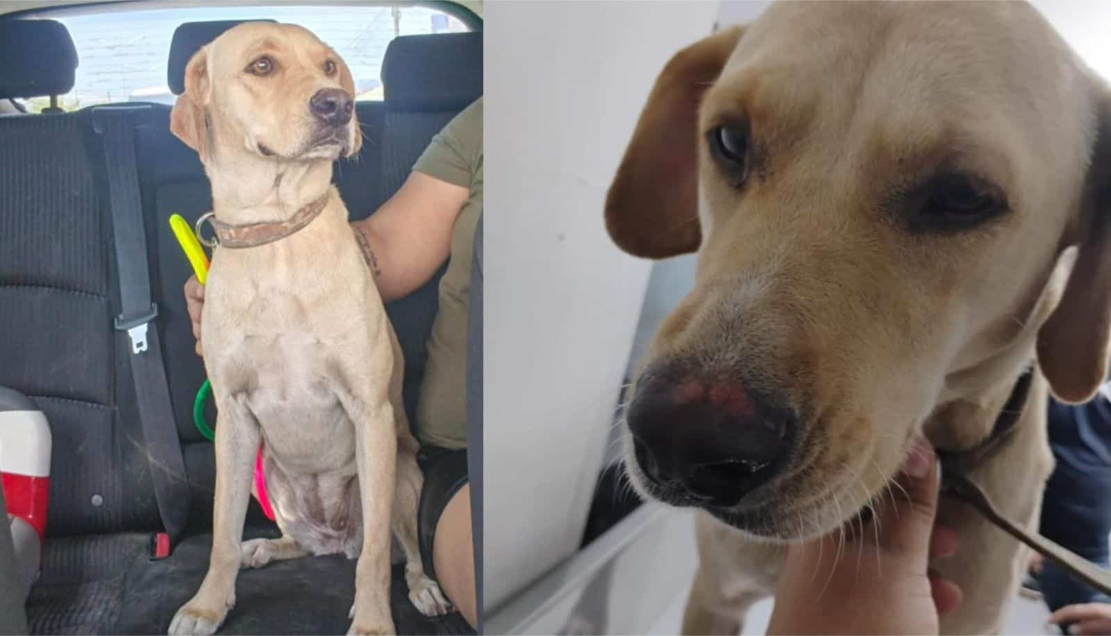 Rescate y denuncia: El caso de Bonita conmociona a Monclova tras brutal agresi&oacute;n
