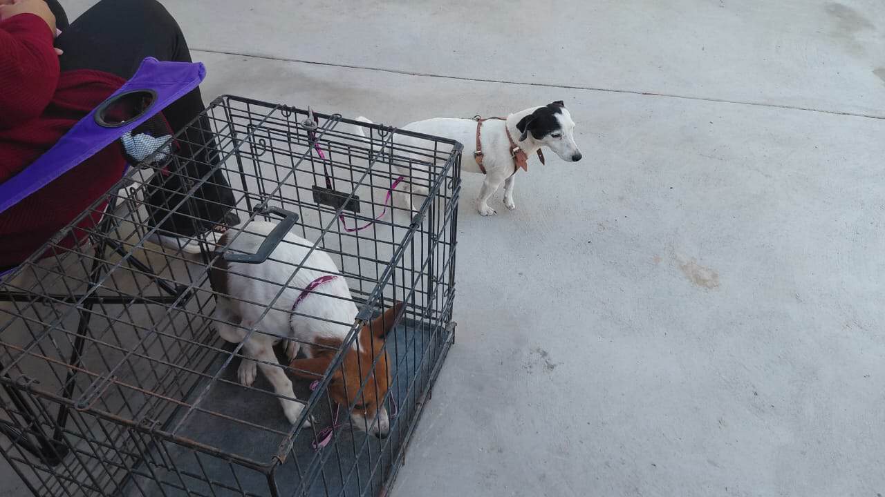 Cuidado de animales: Juan Pablo Andrade Reyna alerta sobre el bienestar en Sabinas