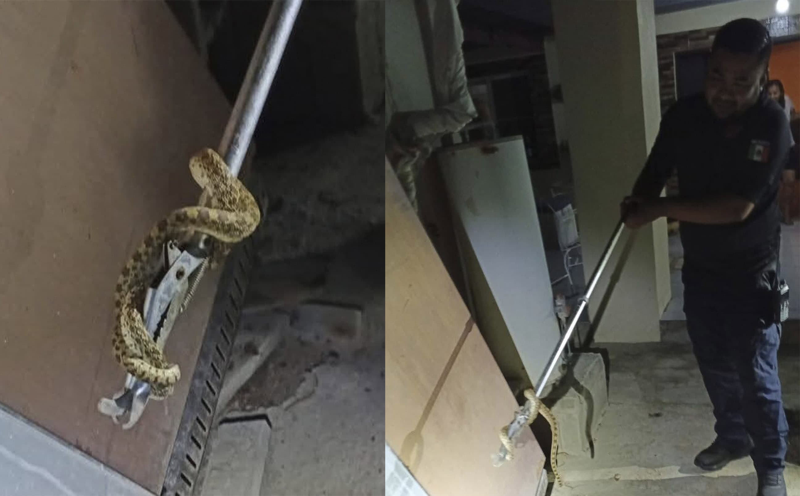 Hallan serpiente en refrigerador abandonado en colonia Santa Cruz de Allende