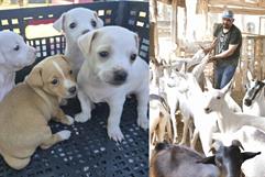Exhortan a vigilar salud de mascotas ante riesgo de gusano barrenador en Nava