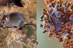 OMS minimiza riesgo global por hantavirus y descarta escenario similar al COVID-19