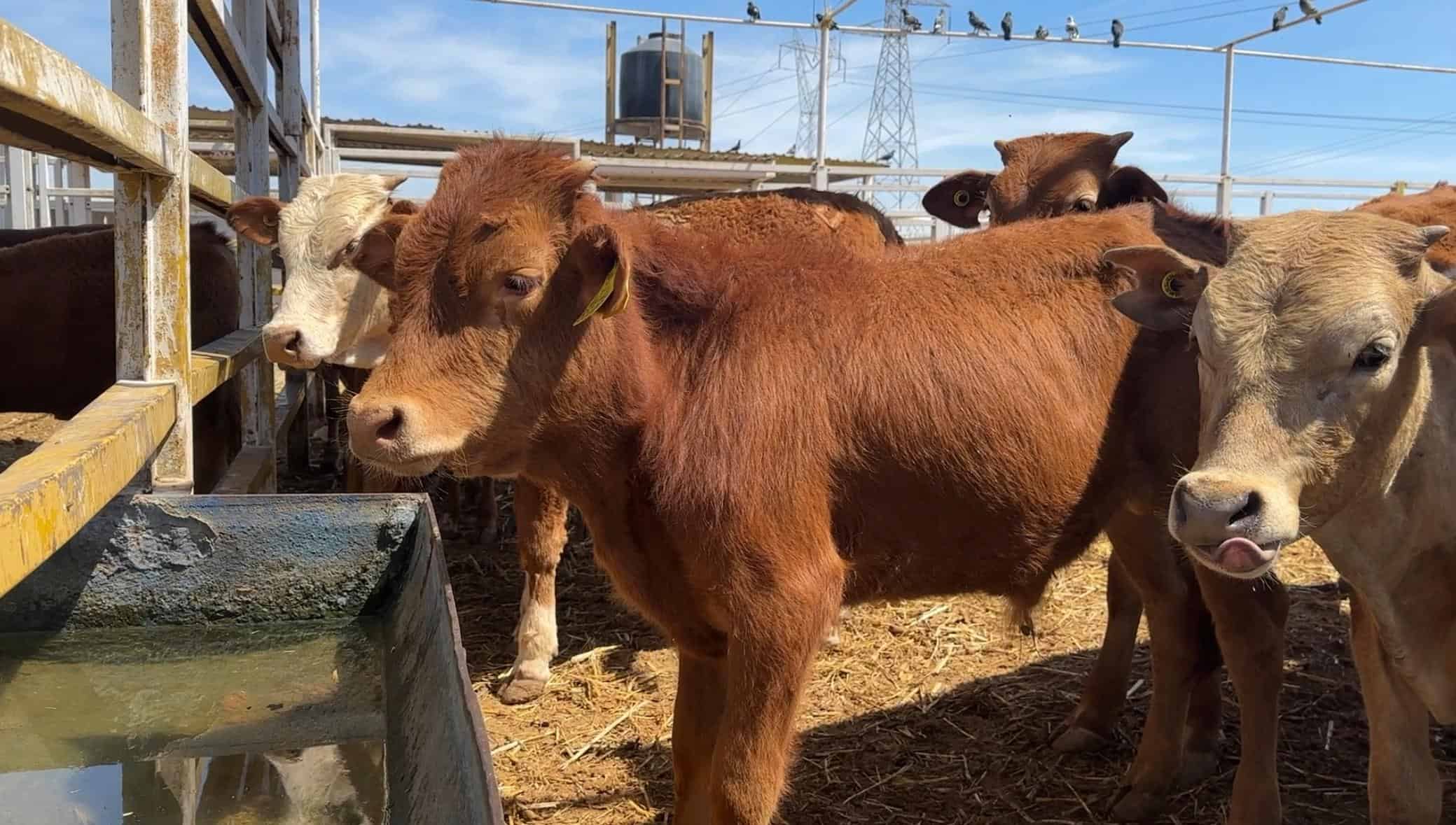 Refuerzan cerco sanitario por gusano barrenador