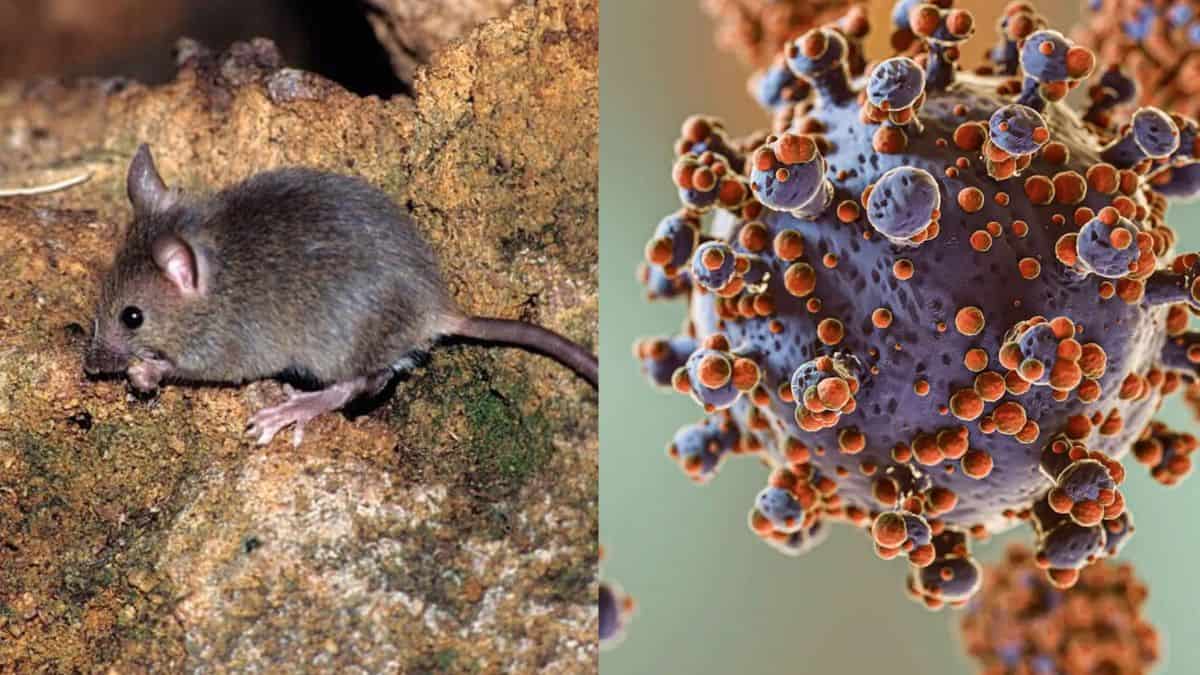 OMS llama a mantener vigilancia por hantavirus: "El trabajo no ha terminado"