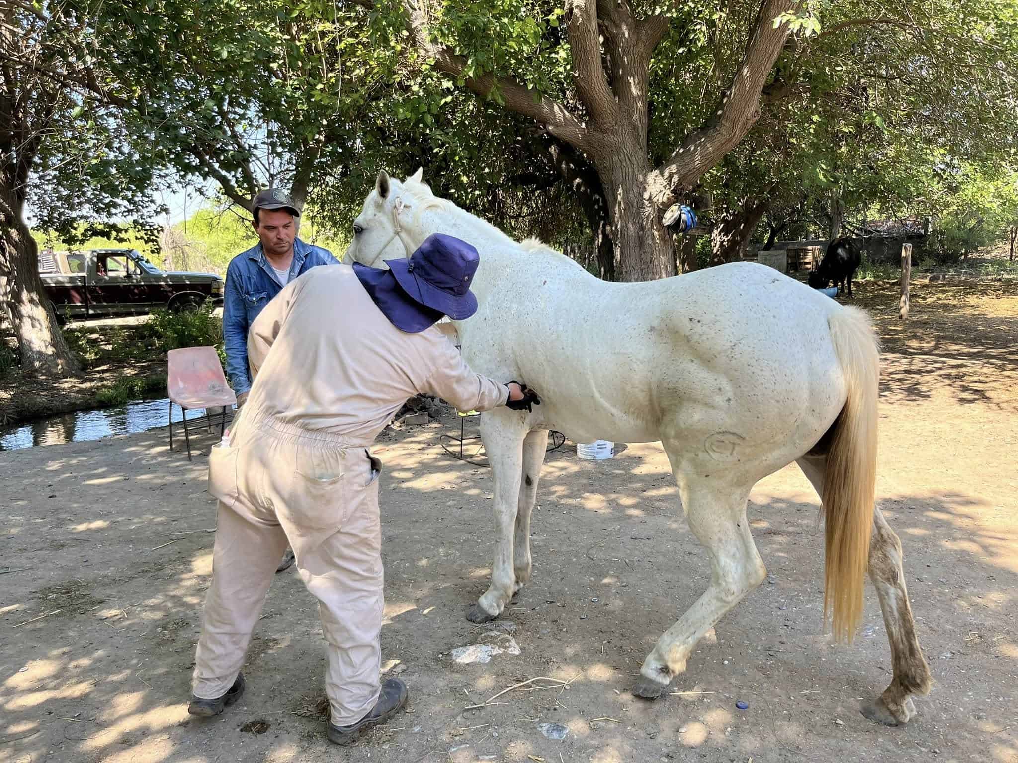 Monclova logra cobertura total en vacunaci&oacute;n de ganado contra plagas