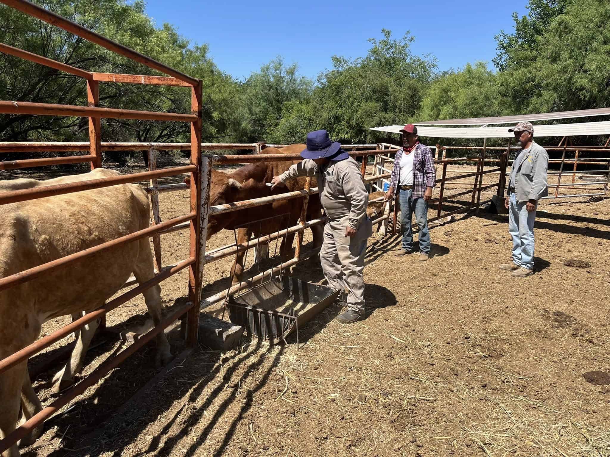Monclova logra cobertura total en vacunaci&oacute;n de ganado contra plagas
