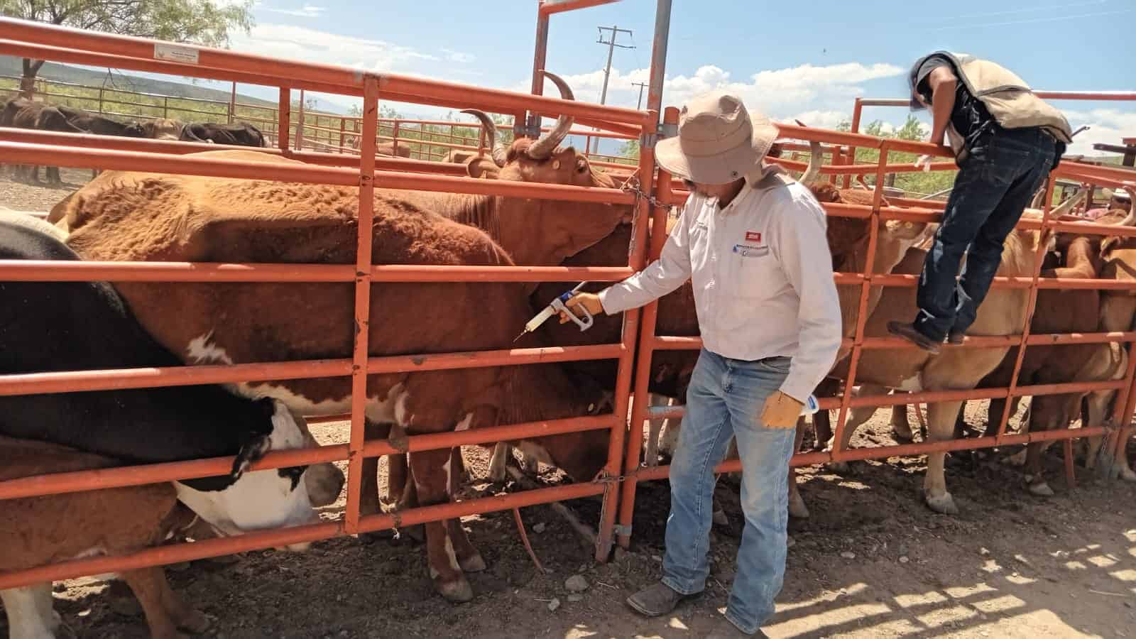 Senasica reporta 12 casos de gusano barrenador en Coahuila