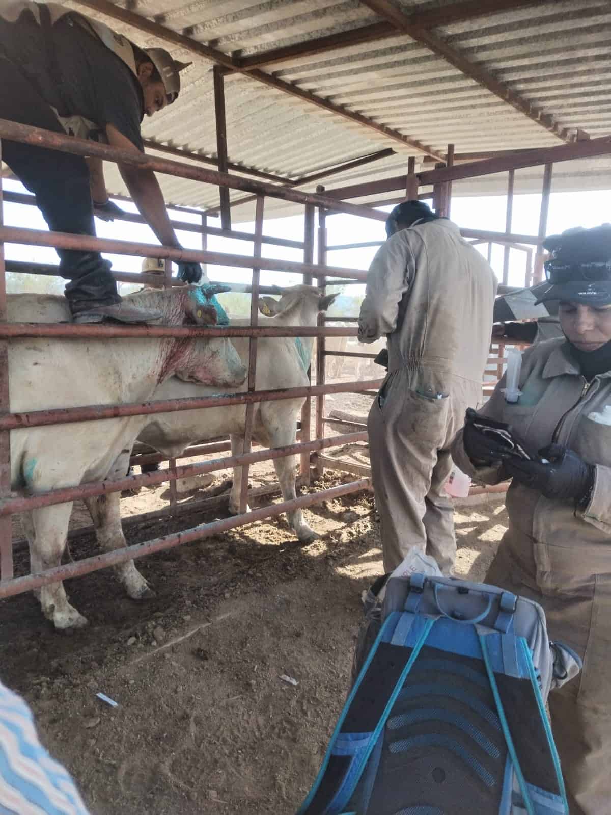 Senasica reporta 12 casos de gusano barrenador en Coahuila