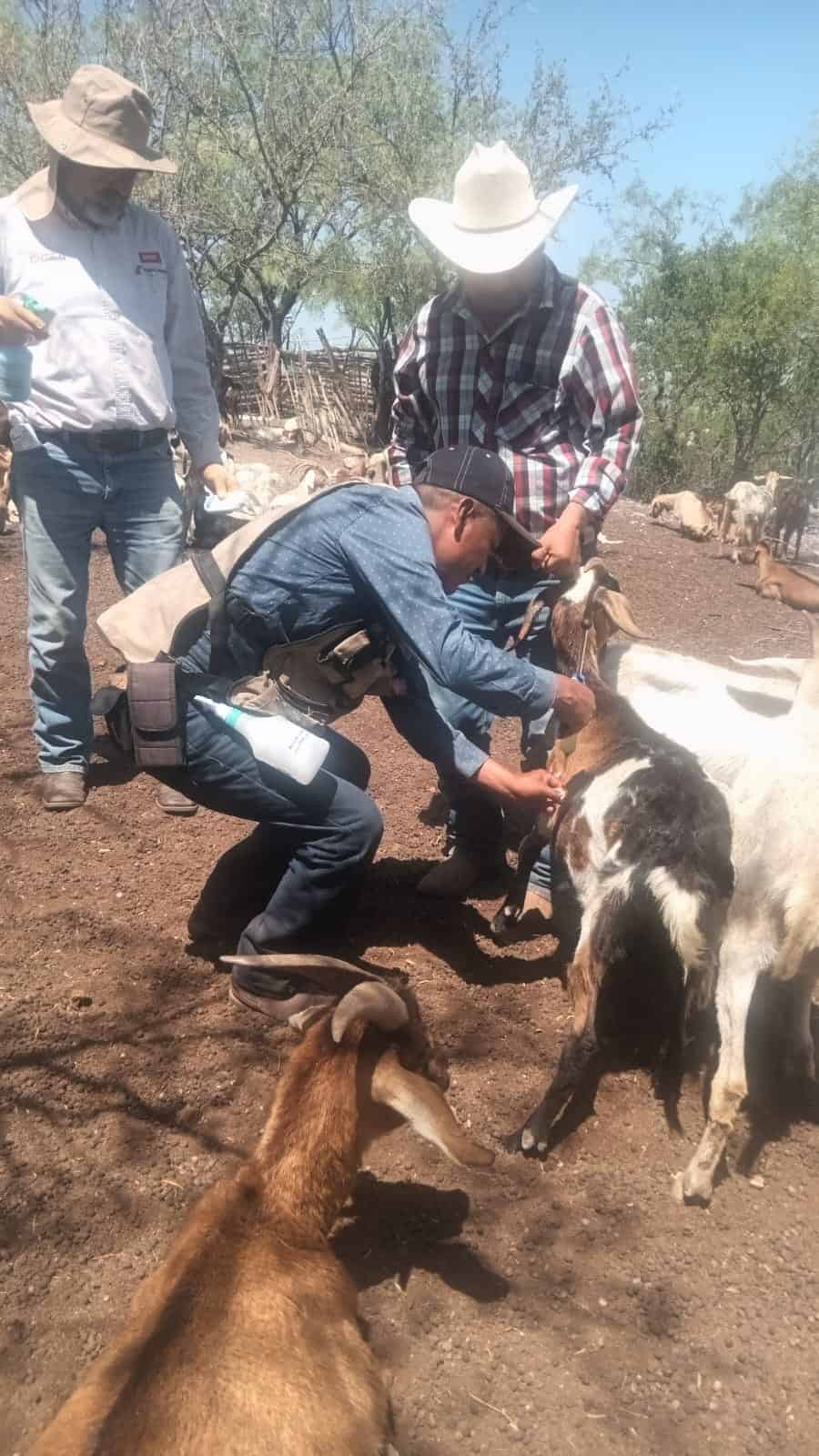 Corrales urbanos en Casta&ntilde;os representan riesgo por gusano barrenador