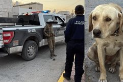 Vinculan a proceso a octogenario por zoofilia contra “Bonita”