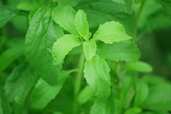 Universidad de Toyama descubre el mapa genético de la stevia