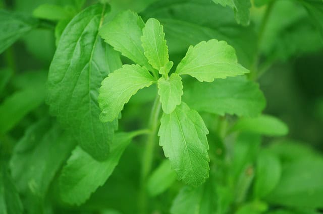 Universidad de Toyama descubre el mapa gen&eacute;tico de la stevia