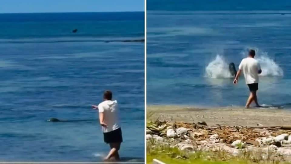 Detenido turista por agredir a foca monje en Haw&aacute;i