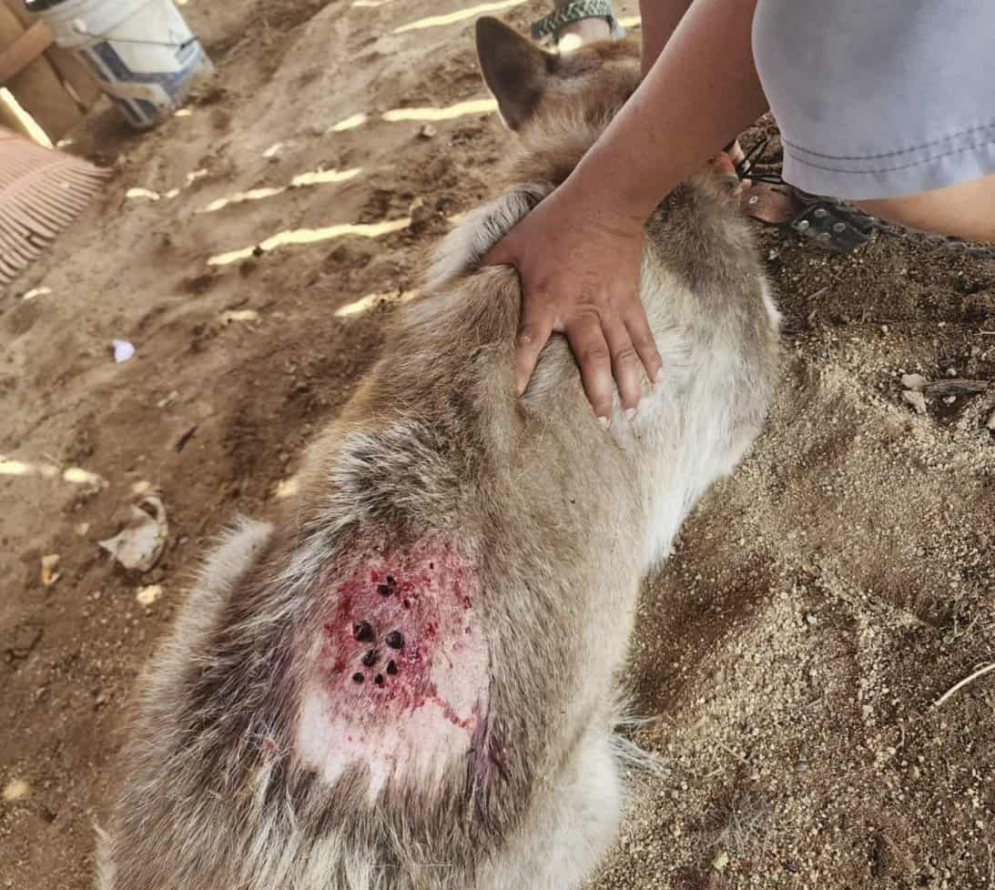 Coahuila: autoridades en alerta por gusano barrenador en perros