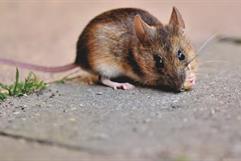 Brote de hantavirus en Cabo Verde: Astrólogo predijo contagios para 2026