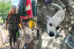 Lobita Dejando Huella pide apoyo para familia que resguarda a 12 perritos rescatados