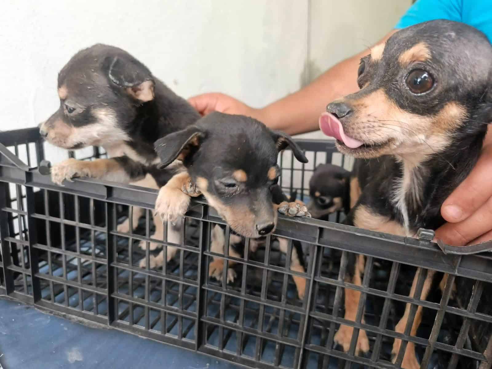 Frontera: Rescatan perros chihuahua tras abandono en La Cruz