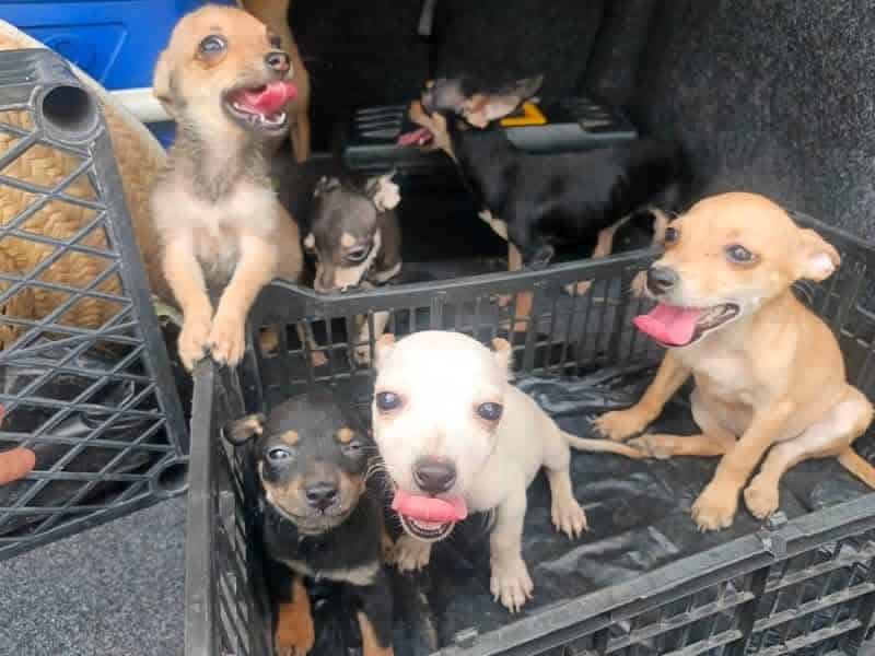 Frontera: Rescatan perros chihuahua tras abandono en La Cruz