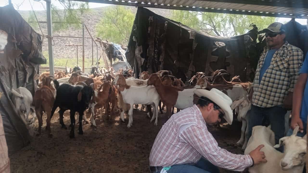 Senasica concluye barrido sanitario en Casta&ntilde;os: se dirige a San Juan de Sabinas