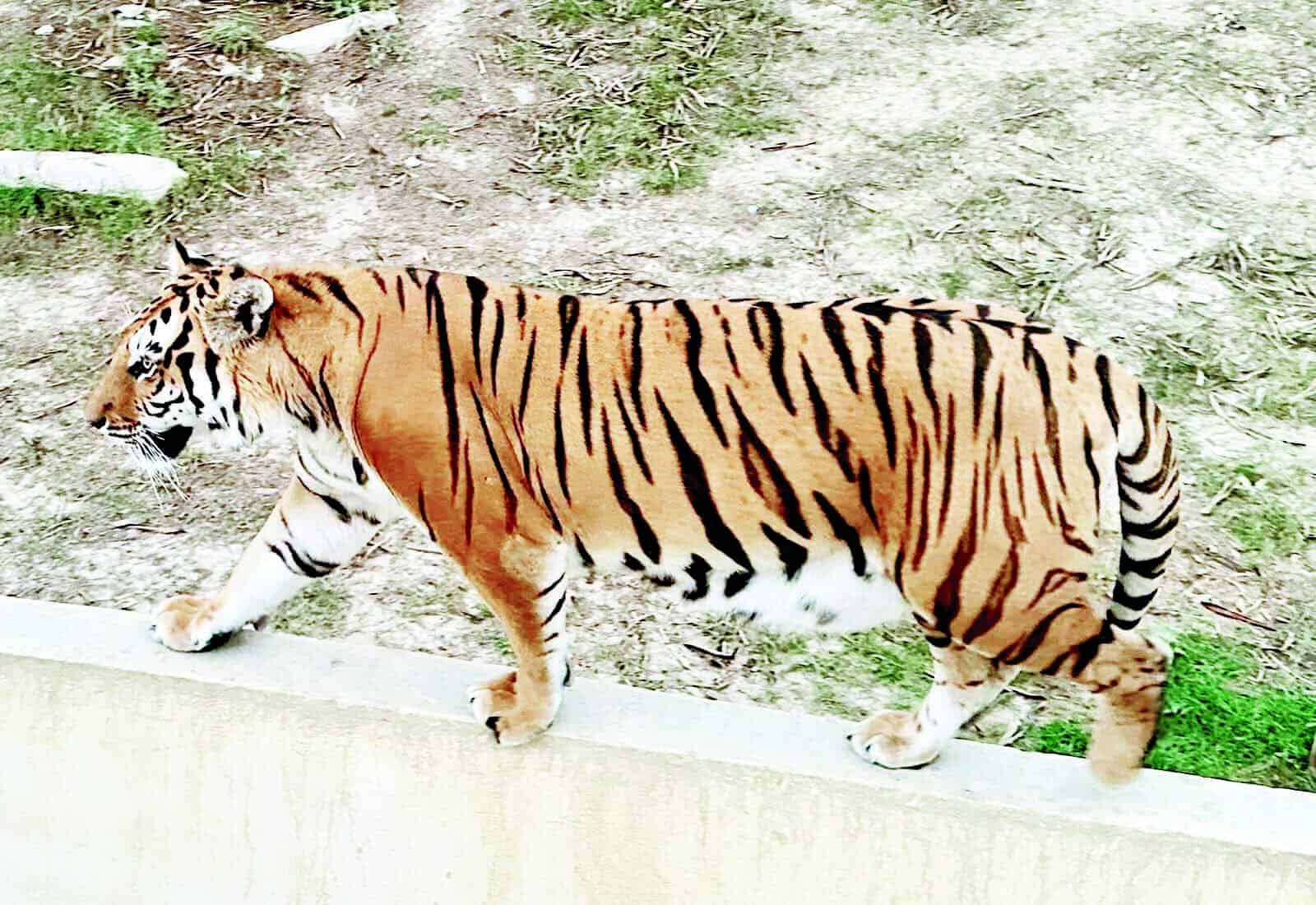 Gobierno Municipal de Monclova aclara restos &oacute;seos en Ecoparque