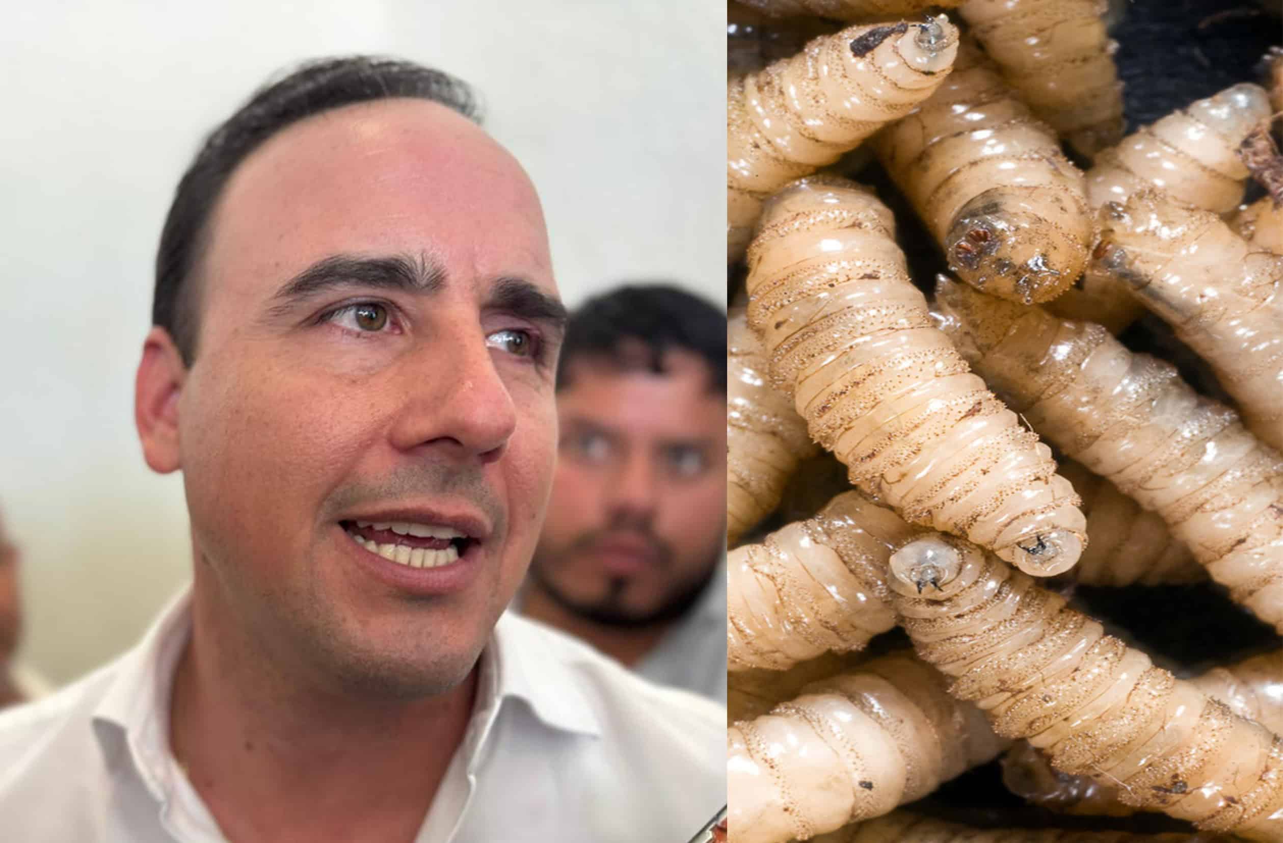 Refuerzan vigilancia sanitaria en Coahuila tras caso de gusano barrenador