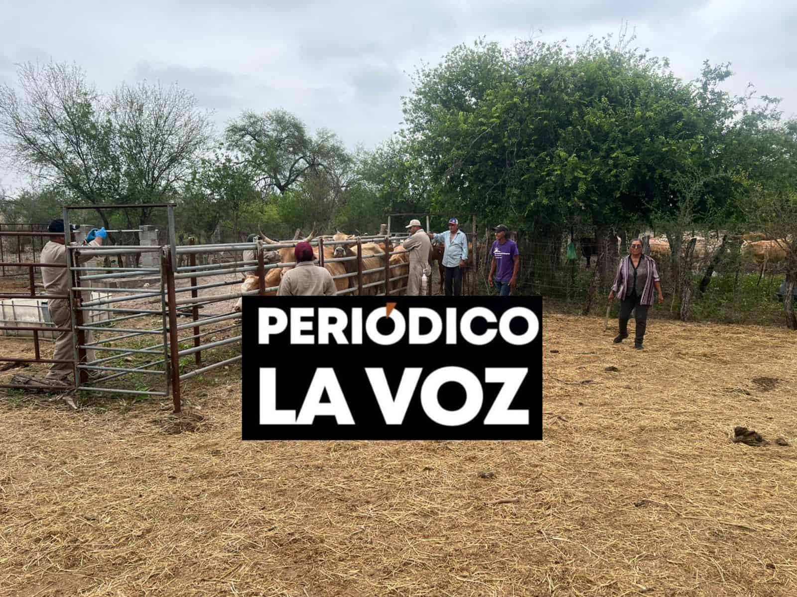 OIRSA realiza vacunaci&oacute;n contra gusano barrenador en M&uacute;zquiz