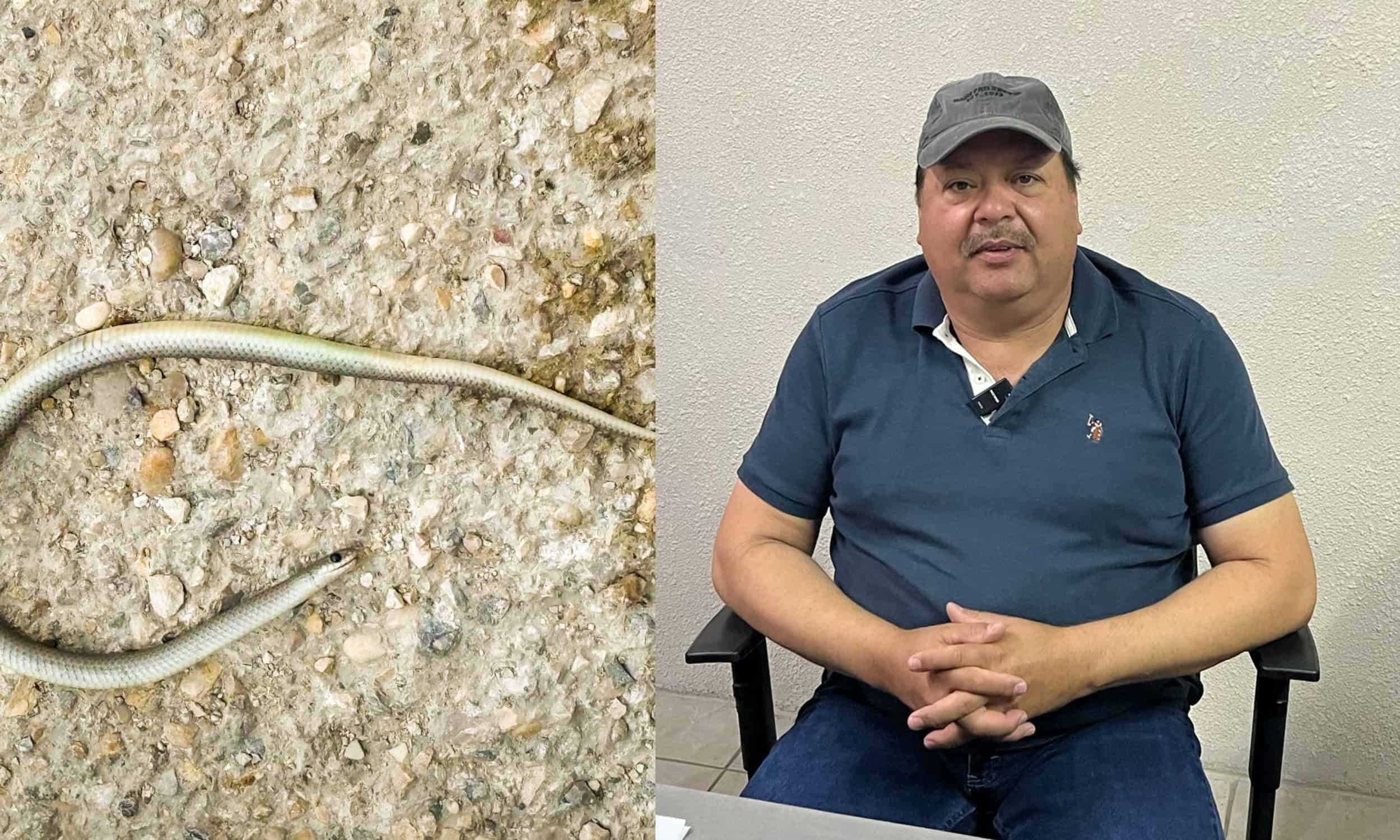 Aumenta presencia de v&iacute;boras en viviendas de Ciudad Acu&ntilde;a