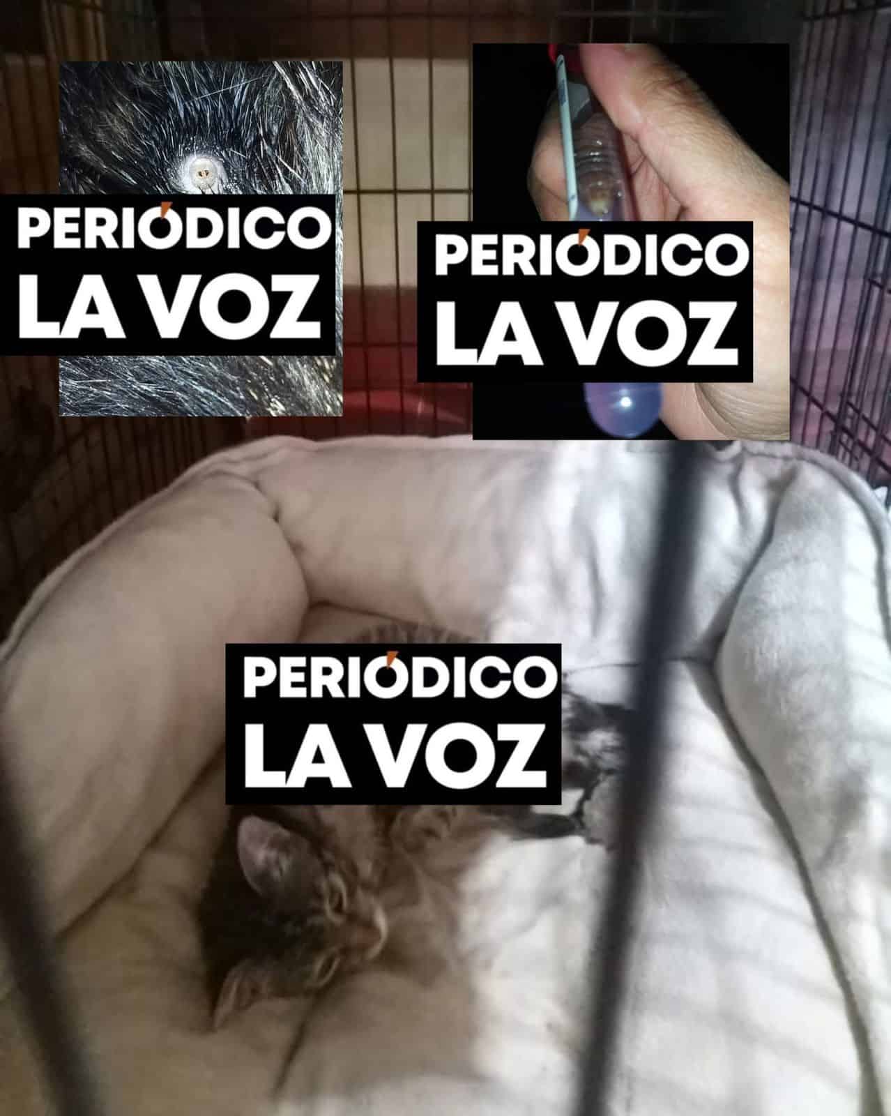 Refugios refuerzan revisi&oacute;n de mascotas ante casos de gusano barrenador en Coahuila