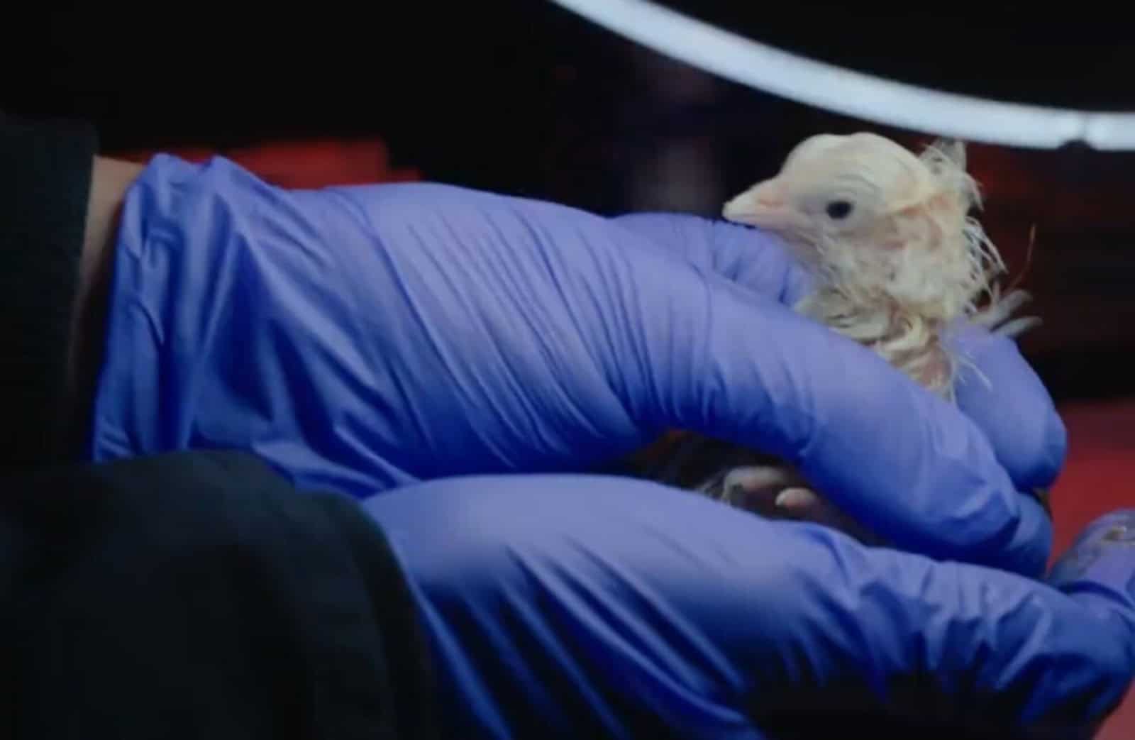 Pollos nacen en huevos artificiales de Colossal Biosciences en Dallas