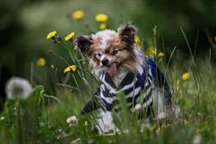 Lazare, el perro más longevo del mundo, muere a los 30 años