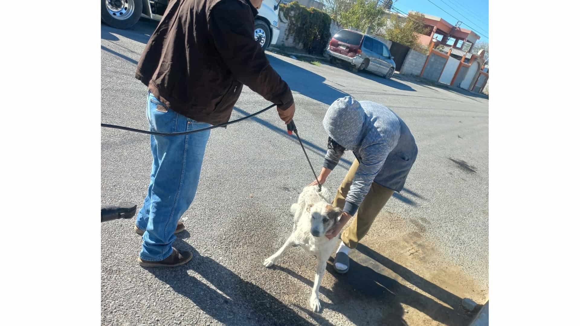 Fomento Agropecuario Frontera alerta sobre gusano barrenador en mascotas