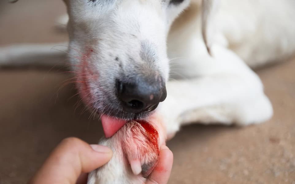 Fomento Agropecuario Frontera alerta sobre gusano barrenador en mascotas