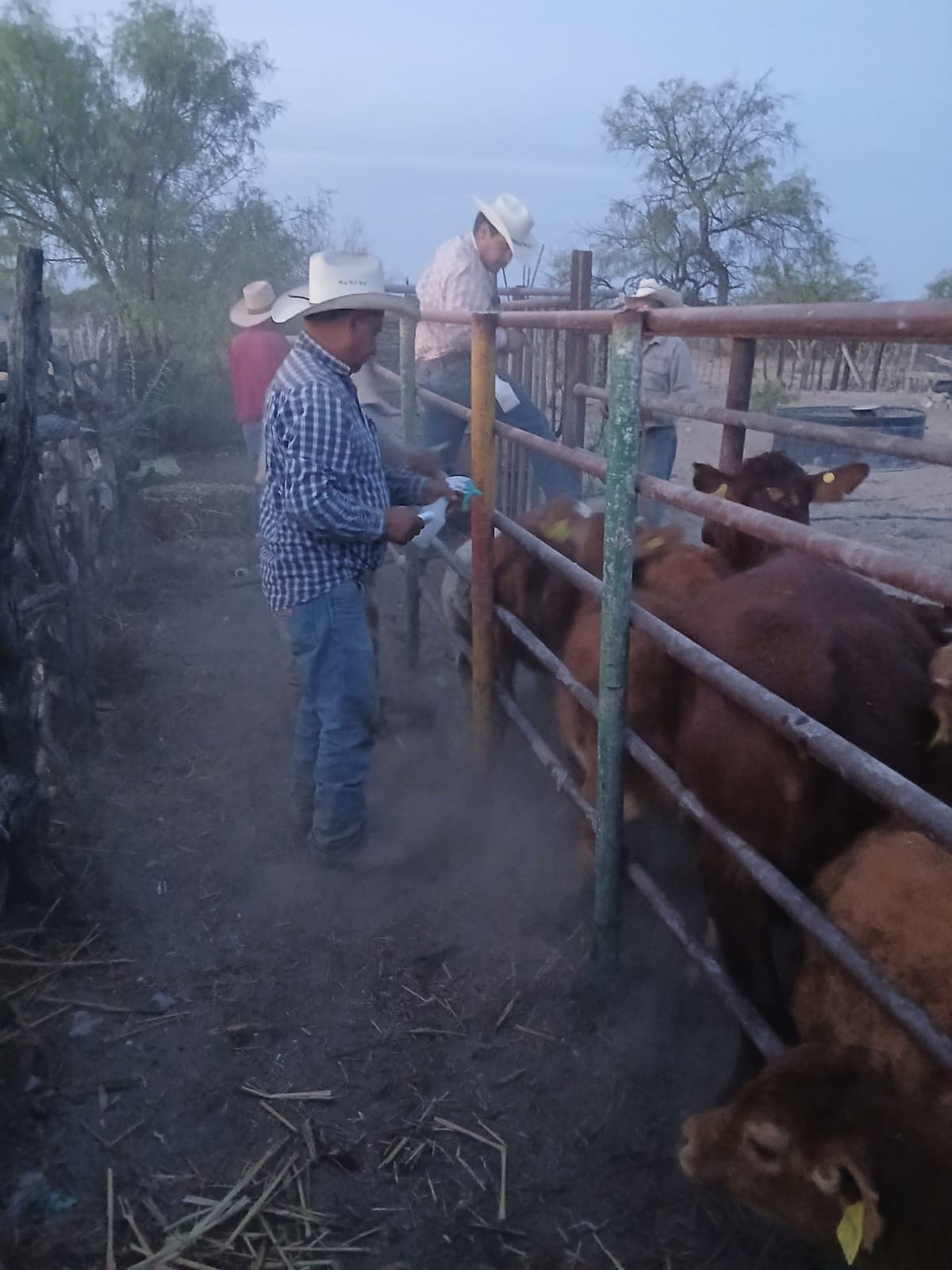 Productores ganaderos de Casta&ntilde;os denuncian cobros indebidos de veterinarios