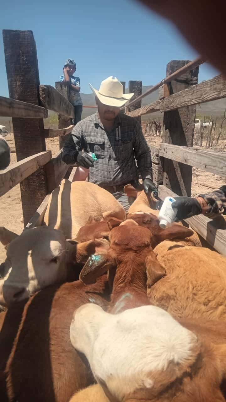 Productores ganaderos de Casta&ntilde;os denuncian cobros indebidos de veterinarios